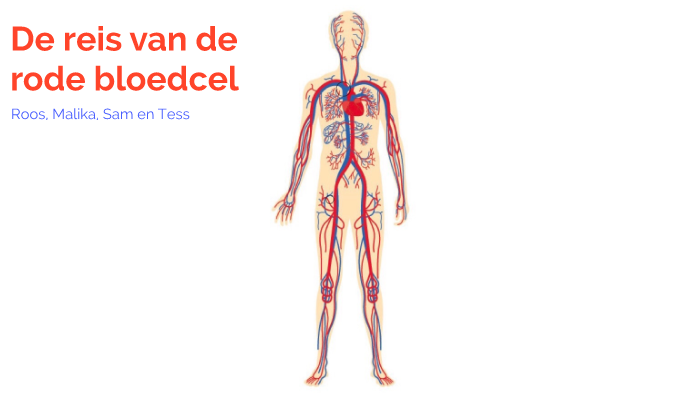 De reis van de rode bloedcel by julia veldmaker on Prezi