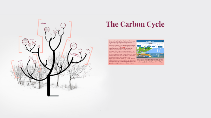 The Carbon Cycle by Aida Chen on Prezi