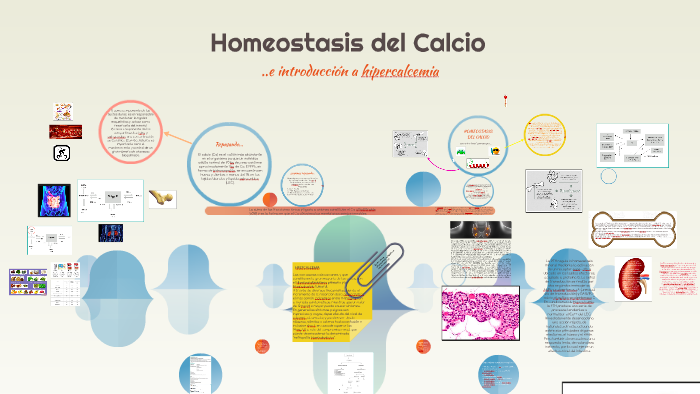 Homeostasis Del Calcio By Melisa Rielo 9278