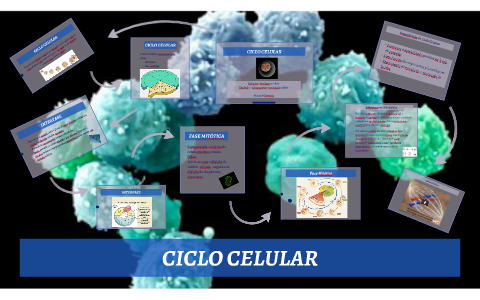CICLO CELULAR by on Prezi