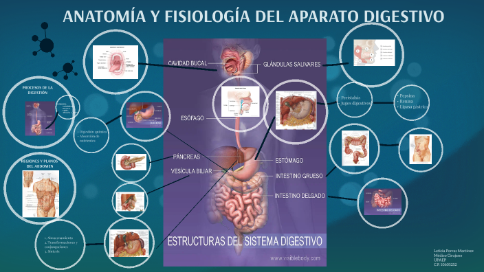Anatomía Y Fisiología Del Sistema Digestivo Pdf prezi.com
