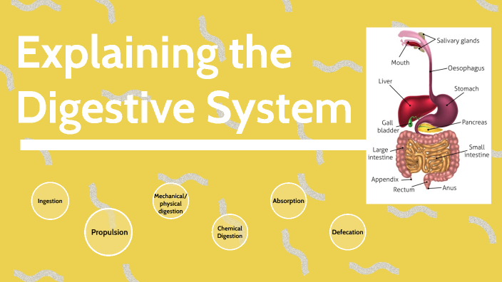 Explaining the Digestive System by Maxwell Nelson on Prezi