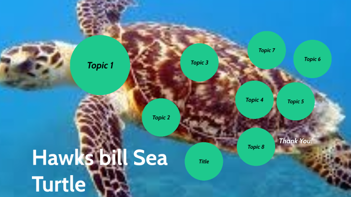 Atlantic Hawksbill Sea Turtle by raven little on Prezi
