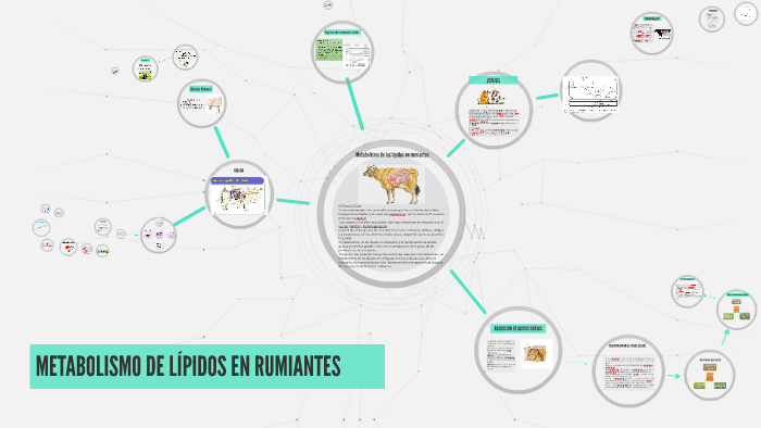 Metabolismo de los lípidos en rumiantes by Tania Riera on Prezi