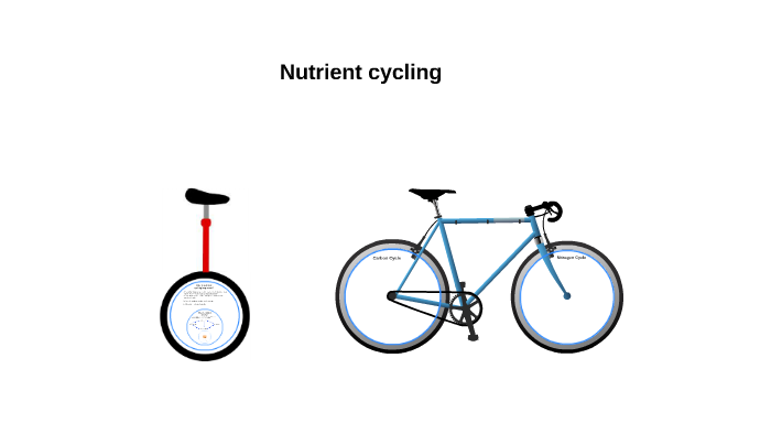 What Is Nutrient Cycling Pdf