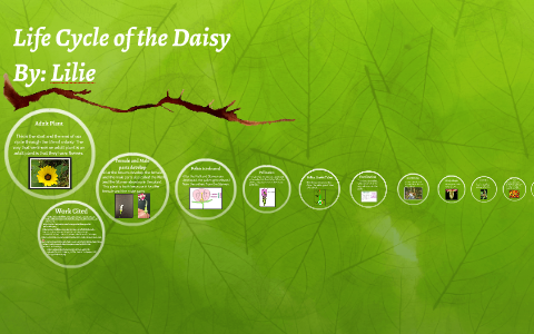 Life Cycle of a Daisy by Blue Class - RJH on Prezi