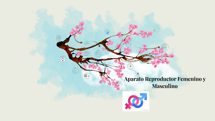 Aparato Reproductor Femenino Y Masculino By Belkis Rivera On Prezi 0151