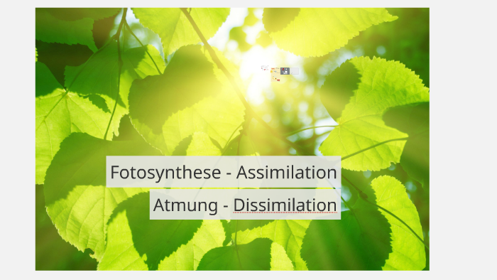 Fotosynthese und Atmung by Lisa Müller on Prezi