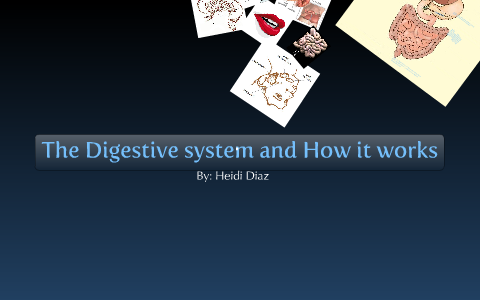 The Digestive System :) by heidi diaz on Prezi