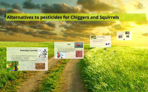 Alternatives to pesticides for Chiggers and Squirels by mark gobran on ...