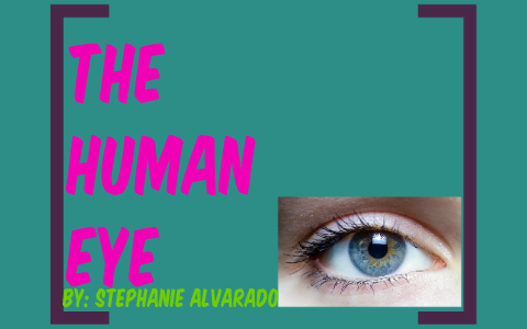 The Human Eye by Stephanie Alvarado on Prezi