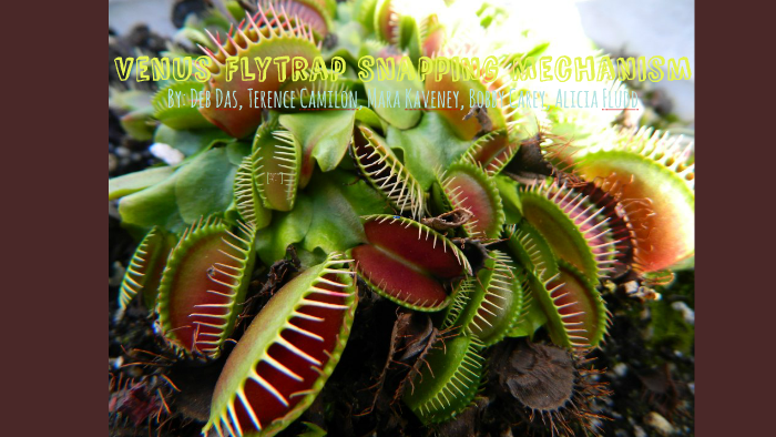 Poké Ball Model intelligence overview