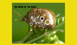 The Havoc of the Kudzu