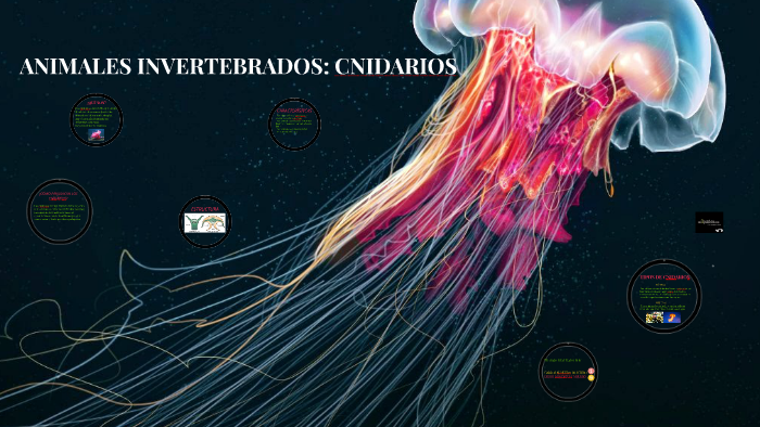 invertebrados cnidarios