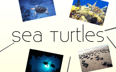 Sea Turtles by Alastair Davey on Prezi