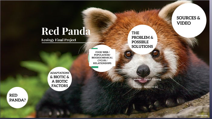 Red Panda Final Project By Janet Hoang