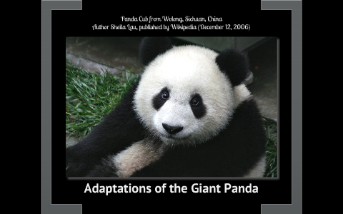 Giant Panda Adaptations by Kennedy Novak