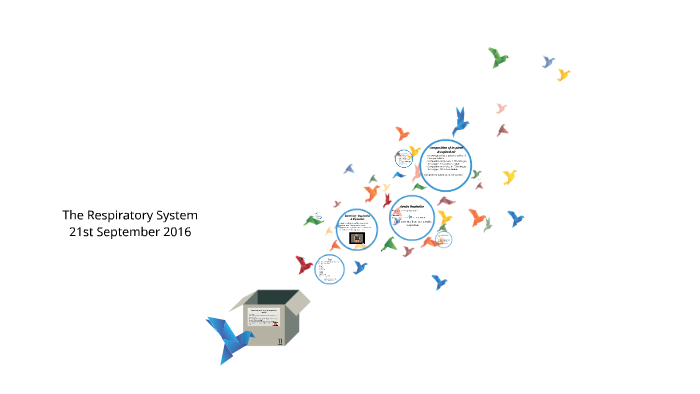 The Respiratory System by on Prezi