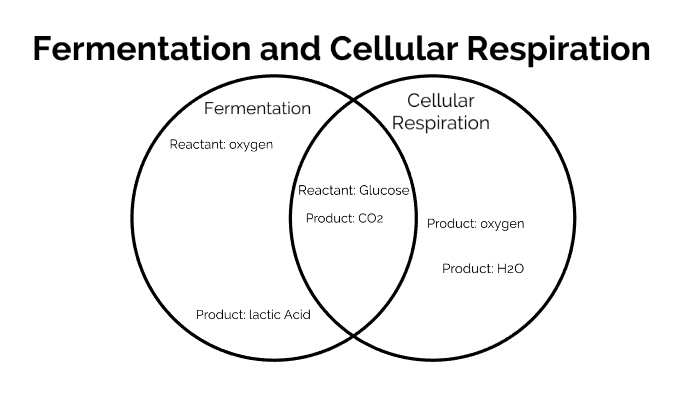 fermentation and cellular respiration venn diagram by Annika E. - Hietg5zx56qwkn2vifirysntct6jc3sachvcDoaizecfr3Dnitcq 3 0