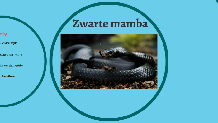 zwarte mambamathisse meynen on prezi