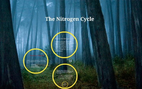 The Nitrogen Cycle by craigsworth daugherty on Prezi