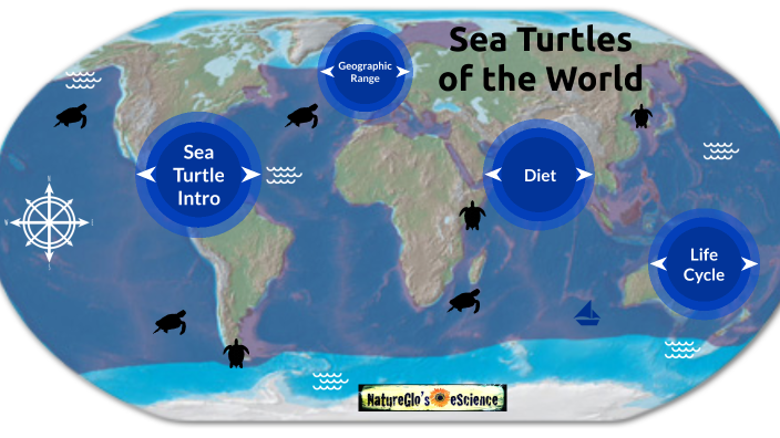 The Sea Turtles by Gloria Brooks on Prezi