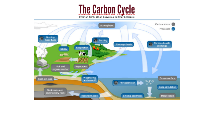 The Carbon Cycle by Brian Trinh on Prezi