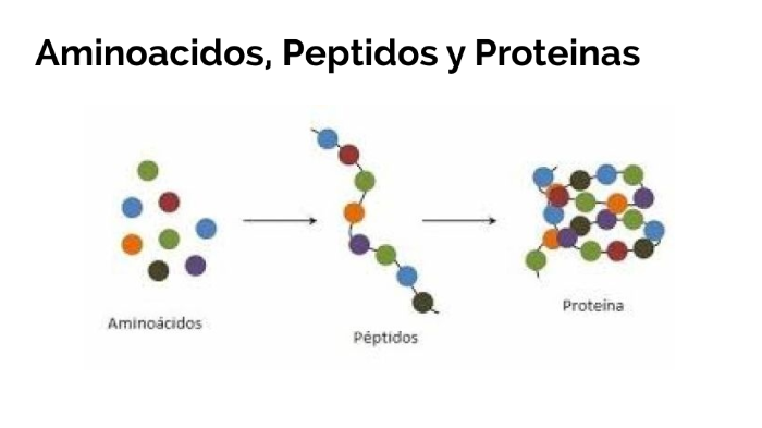 Diferencia Entre Peptido Y Proteina Dinami 8450