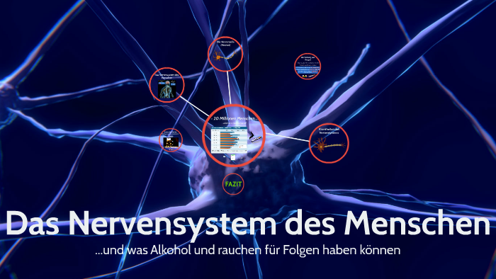 Wie Funktioniert Das Nervensystem Des Menschen Das Nervensystem des Menschen by Jonas Angelo on Prezi