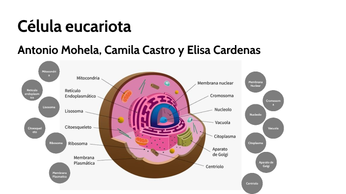 Célula eucariota by Antonio Mohela Robles on Prezi