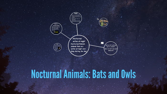 Nocturnal Animals: Bats and Owls by Caroline Smith