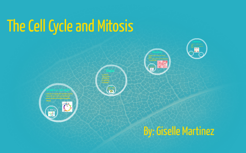 The Cell Cycle and Mitosis by Giselle Martinez on Prezi