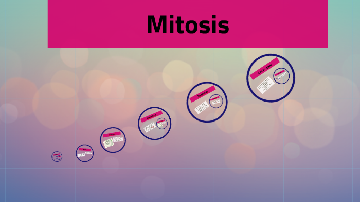 Mitosis Flow Chart by Karoline Betteridge on Prezi