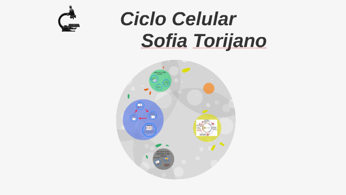 Ciclo Celular by Sofía Barbosa on Prezi