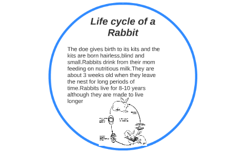 The Life Cycle Of Rabbit ( Bunny ) 