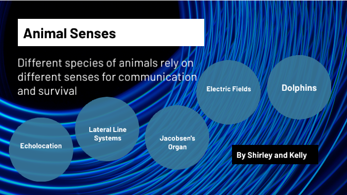 Animal Senses by Shirley Xia