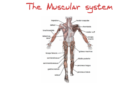 The Muscular System At A 8th Grade Level Learning By Jay Gajonera