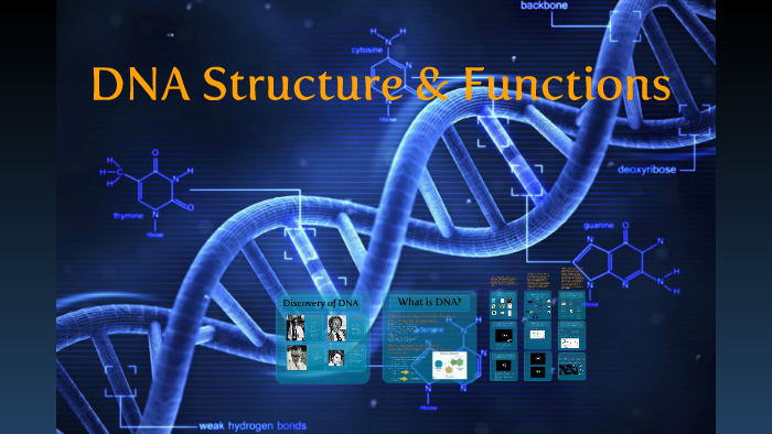DNA - Structure and Function by WilyAm Calapini on Prezi