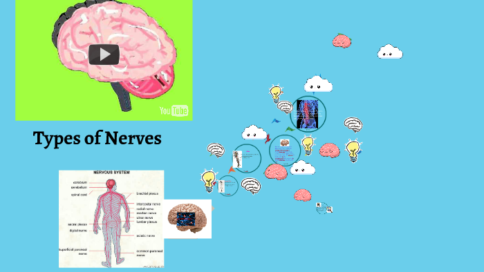 Types of Nerves by sara gant