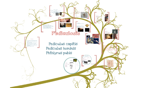 Tratamiento pthirus pubis