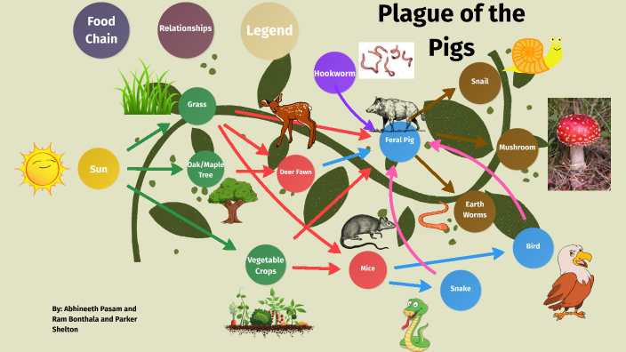 Feral Pig Food Chain/Web by Ram Bonthala on Prezi Biology Diagrams