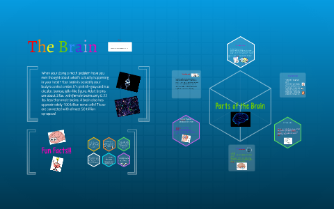 Parts of the brain by Rylie M on Prezi