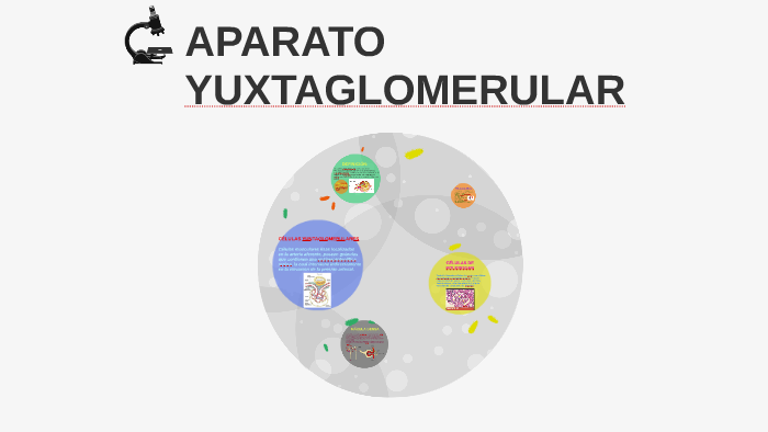 aparato yuxtaglomerular