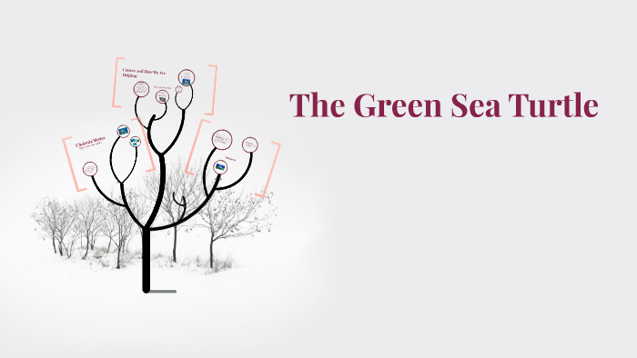 The Green Sea Turtle by Elise Henderson on Prezi