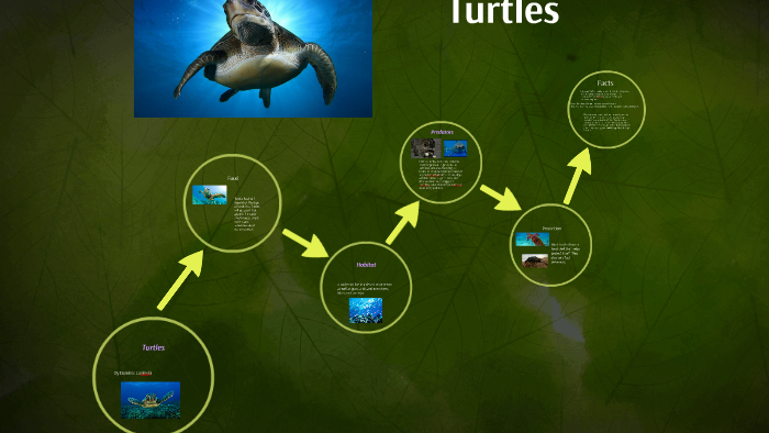 Turtles by Dominic Lapinski on Prezi