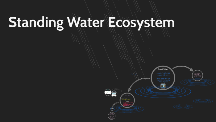 standing-water-ecosystem-by-annabelle-fry