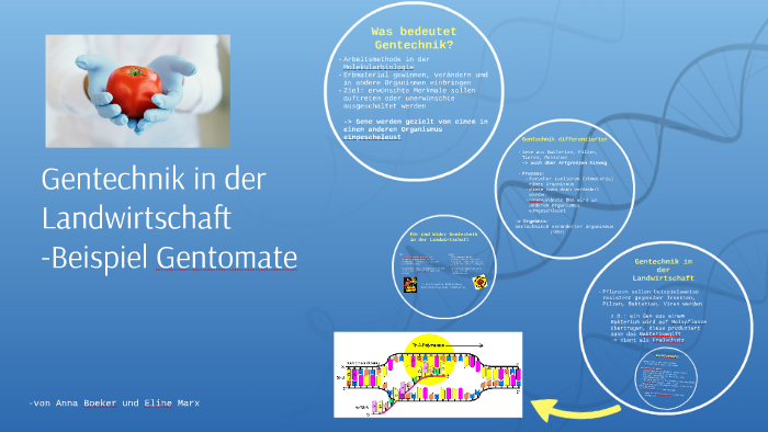 Gentechnik in der Landwirtschaft by Anna Boeker on Prezi