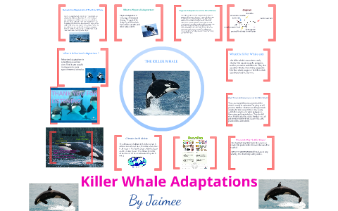 killer whale by jaimee murray hunt on Prezi