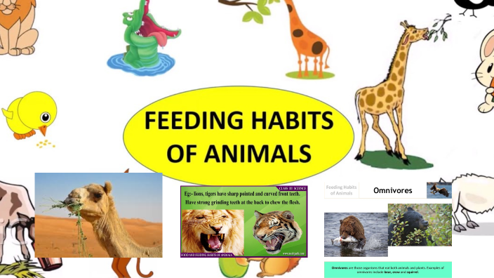 FEEDING HABITS OF ANIMALS by Sannasi Murugan