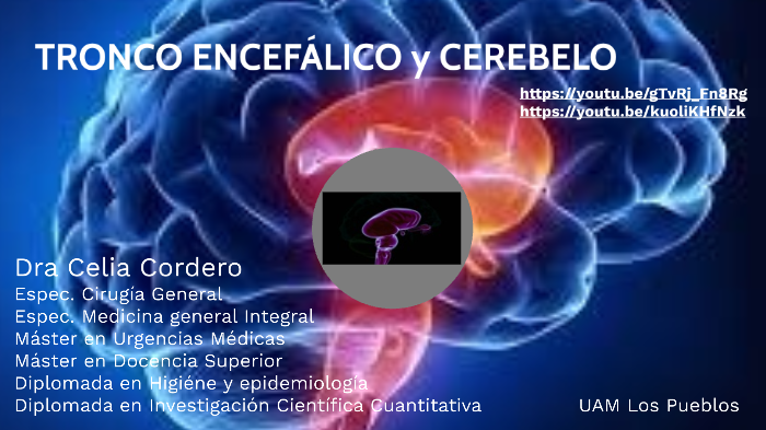 TRONCOENCÉFALO Y CEREBELO by Celia Cordero on Prezi